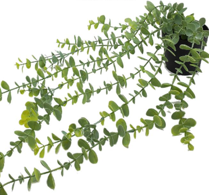 HOME & CAMP ORNAMENTAL EUCALYPTUS PLANT IN A POT 55CM