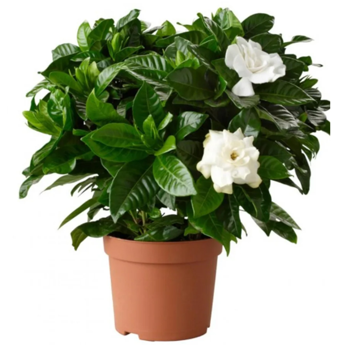GARDENIA 3.5L