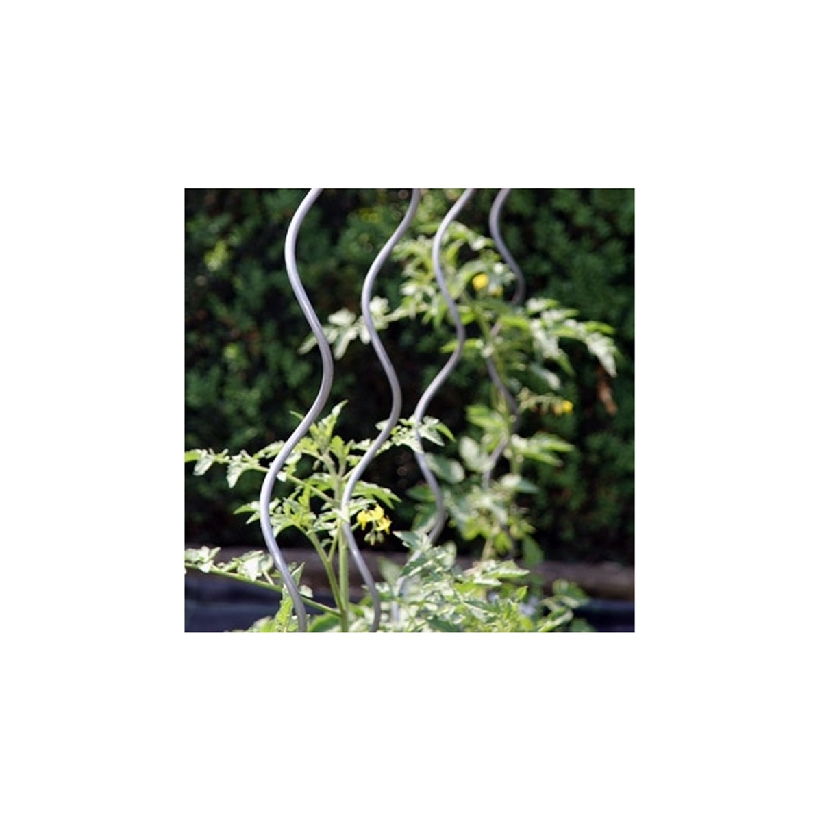 SPIRAL SUPPORTS FOR PLANTS